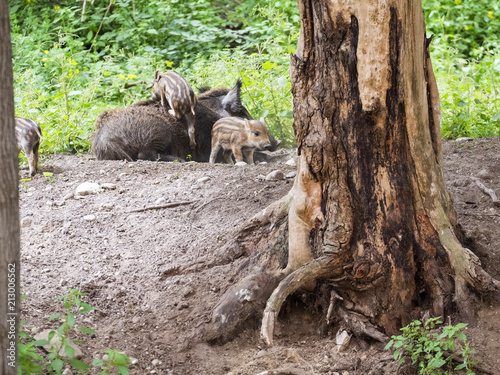 Wild boar mum and pigletts in the forest photo