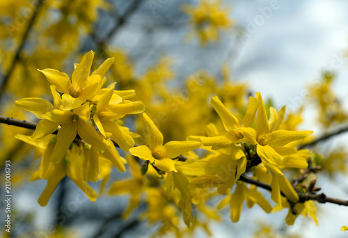 Forsythia flowers in the spring park background