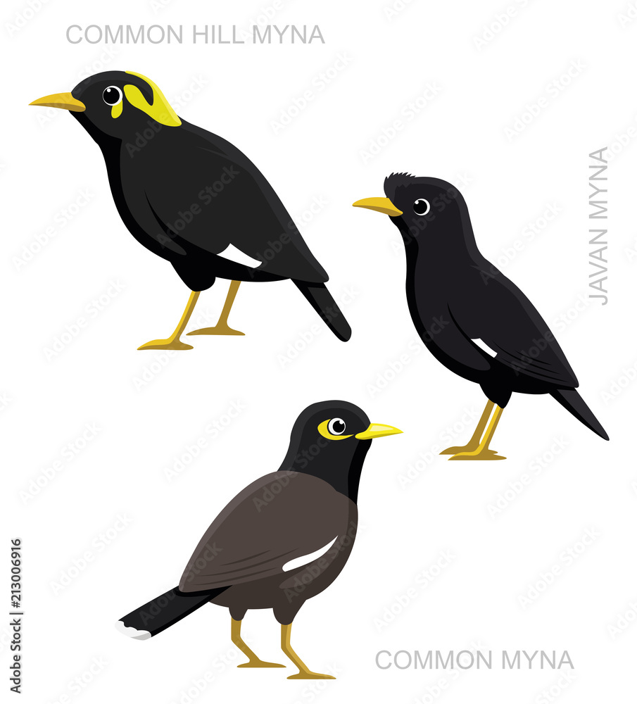 Fototapeta premium Bird Myna Set Cartoon Vector Illustration