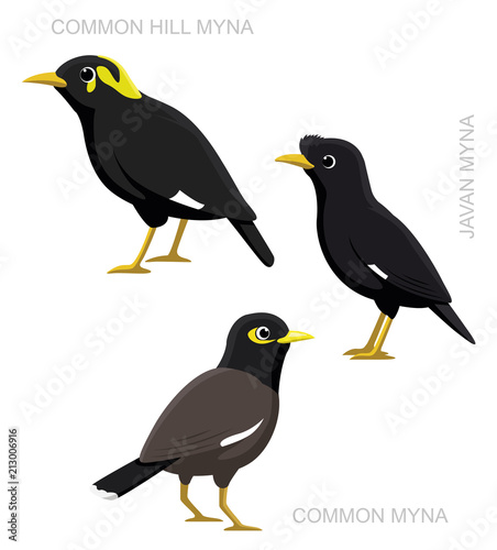 Bird Myna Set Cartoon Vector Illustration