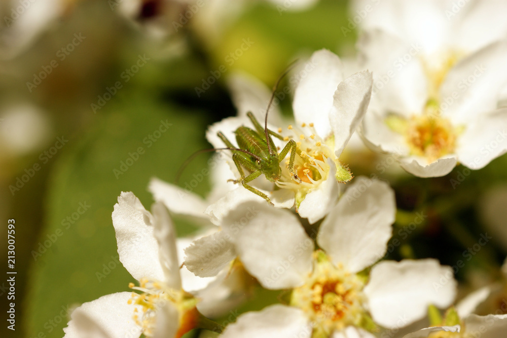 Obraz premium Green small grasshopper on white and yellow flowers of bird cherry tree on springtime