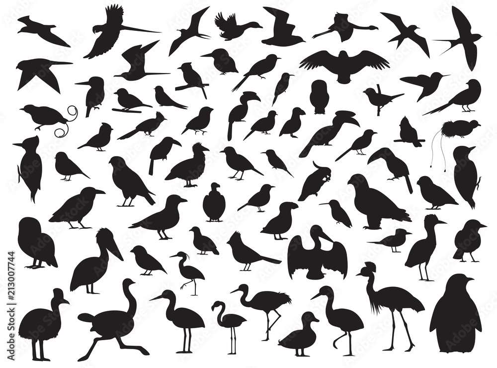 Fototapeta premium 70 ilustracji wektorowych sylwetka ptaka