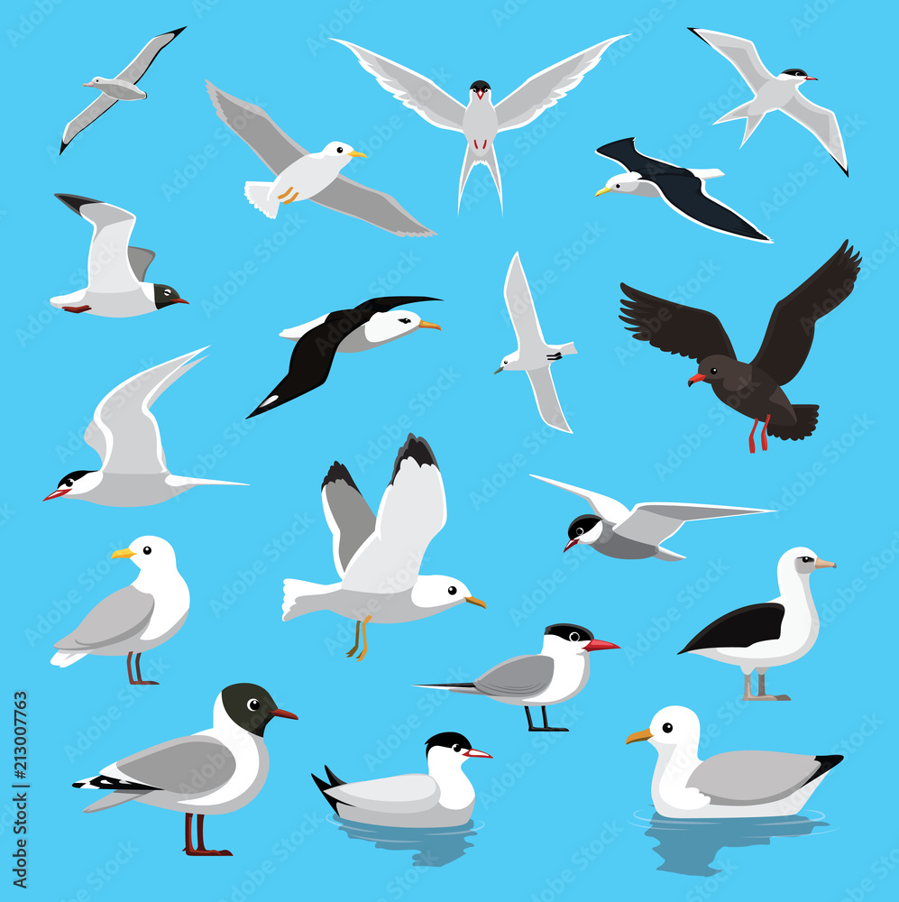 Naklejka premium Różne ilustracji wektorowych kreskówka rybitwa albatros mewa