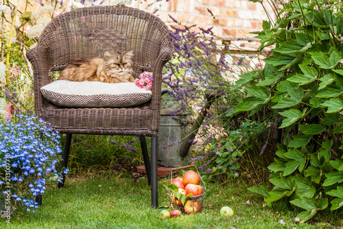 Süße Perserkatze sitzt verträumt auf einem Rattansessel im Garten