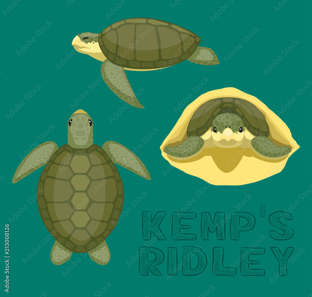 Fototapeta premium Ilustracja wektorowa kreskówka Ridley żółwia morskiego Kempa