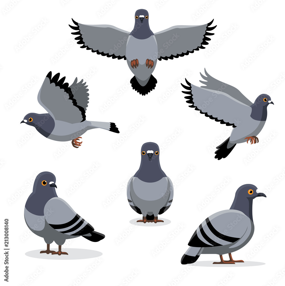 Naklejka premium Bird Pigeon Poses Cartoon Vector Illustration