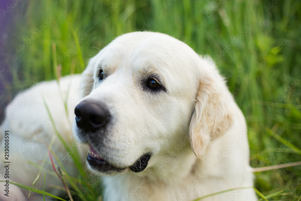 Profile portrait of lovely golden retriever dog in the green grass Profile portrait of lovely golden retriever dog in the green grass