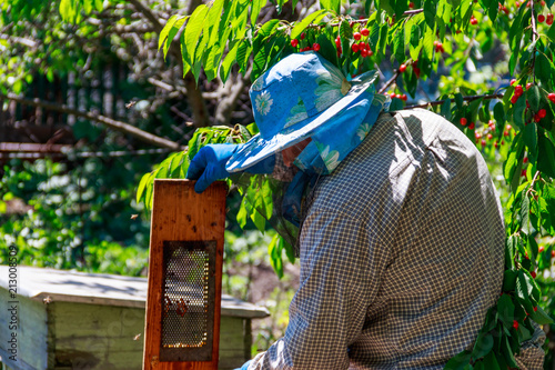 Beekeeper checking a beehive to ensure health of the bee colony or collecting honey