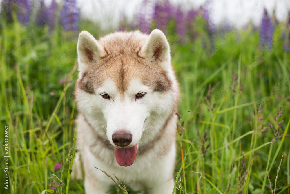 Portrait of sweet beige dog breed siberian husky with tonque hanging out sitting in the lupinus field