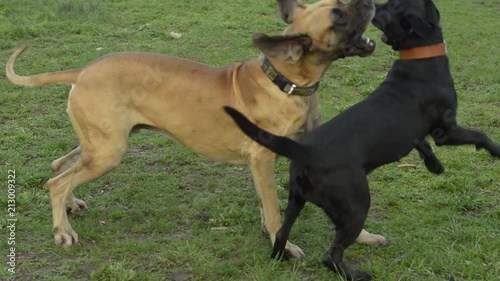 Big dogs playing and chasing each other having fun photo