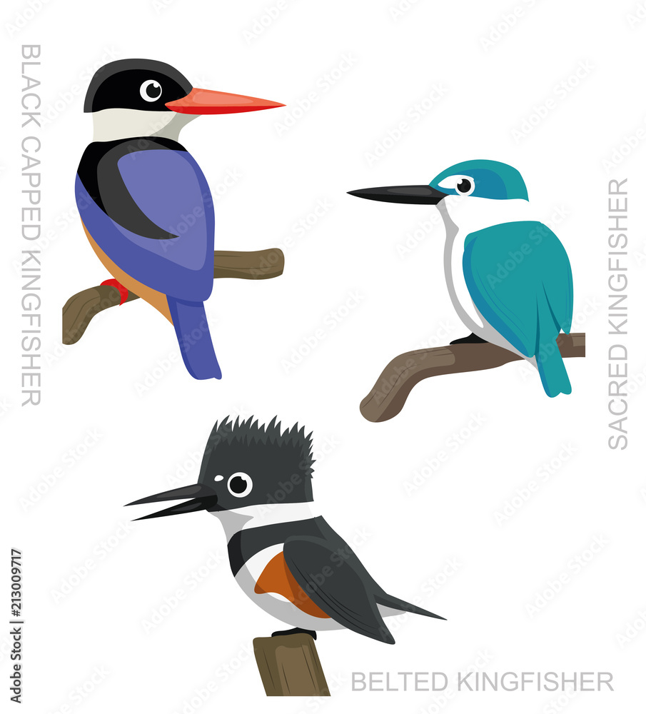 Fototapeta premium Bird Kingfisher Set Cartoon Vector Illustration 2