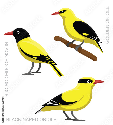 Bird Oriole Set Cartoon Vector Illustration photo