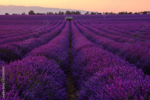 Champ de lavande en fleurs, coucher de soleil. Plateau de Valensole, Provence, France. 