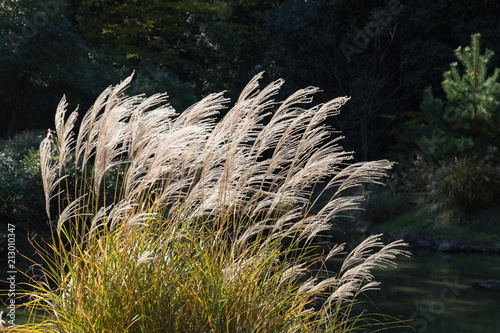 Japanese silver pampas grass,miscanthus sinensis