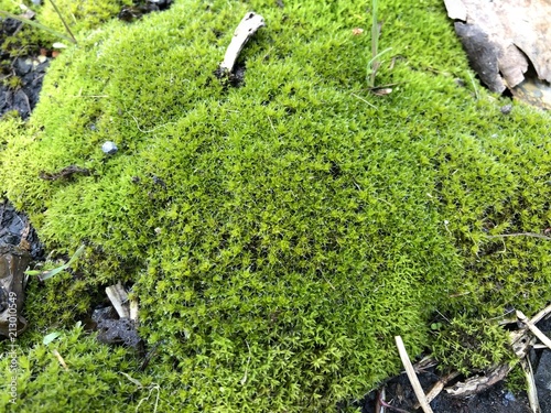 Moss
