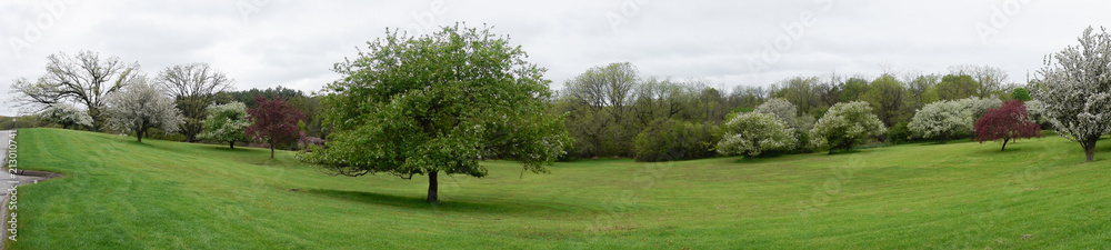 Flowering trees panorama Milwaukee, Wisconsin park