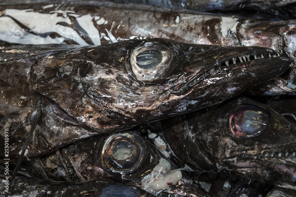 Black Scabbard Fish Aphanopus Carbo Fish Market Funchal Madeira Portugal Europe Stock Photo Adobe Stock