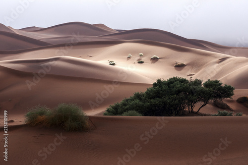 Sand dunes, Camel thorn trees (Vachellia erioloba) at the front, Sossusvlei, Namib Desert, Namib-Naukluft National Park, Namibia, Africa