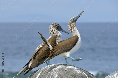 Blue footed booby perching on stone