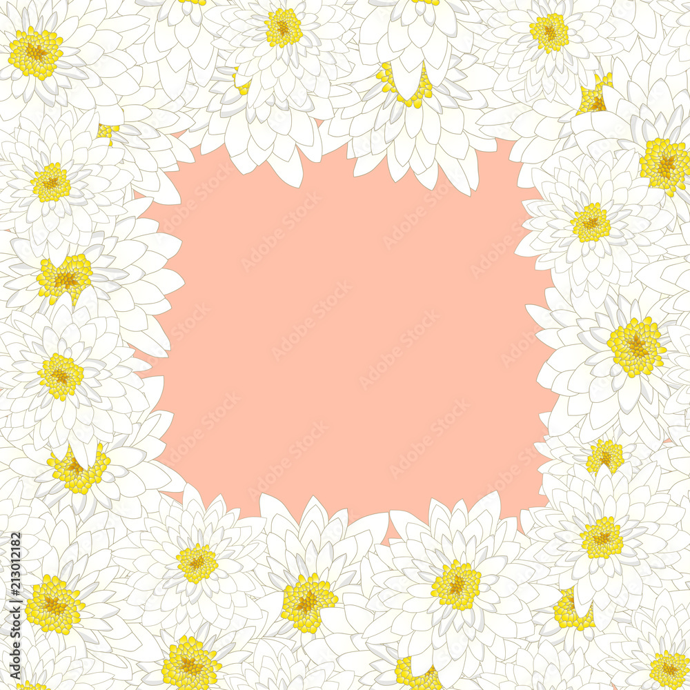 White Chrysanthemum Border