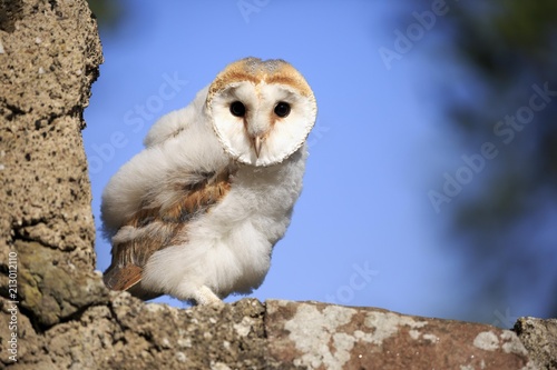 Common barn owl (Tyto alba), fledgling sitting on wall, Kasselburg, Eifel, Germany, Europe