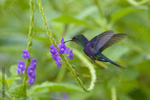 Violet-crowned Woodnymph (Thalurania colombica), in flight, feeding on nectar from flower, Puntarenas Province, Costa Rica, Central America photo