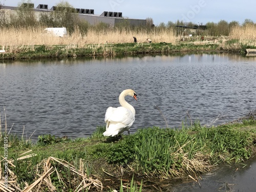 swan
