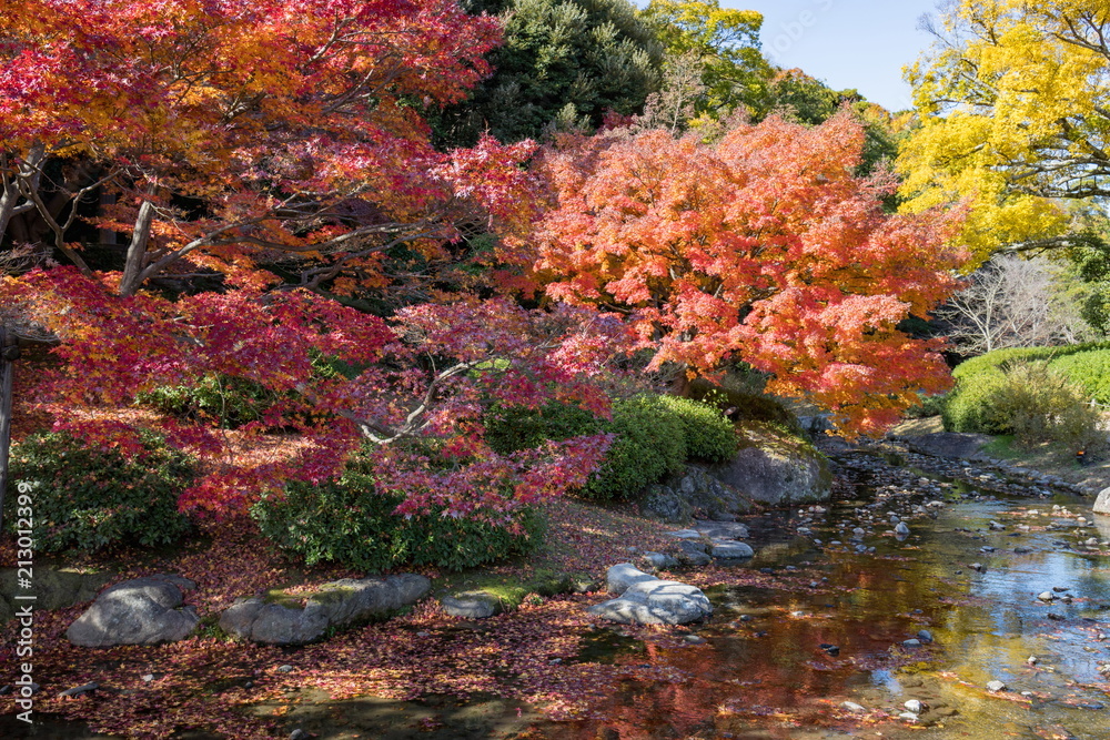 Colorful maple leaves and stream