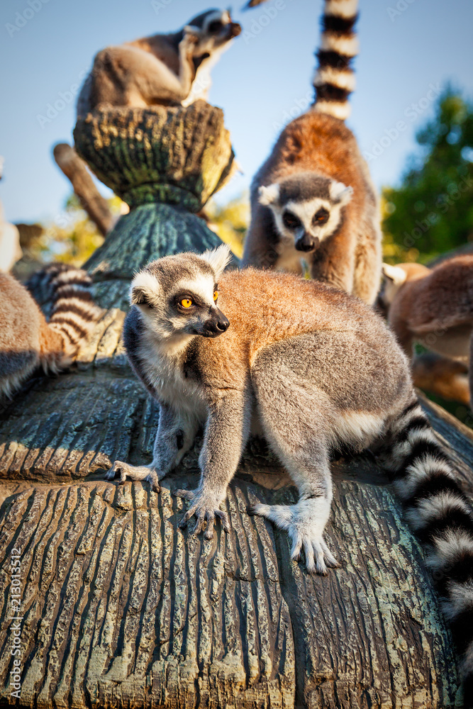 Obraz premium Ring-tailed Lemur 'Lemur Catta' in safari-park