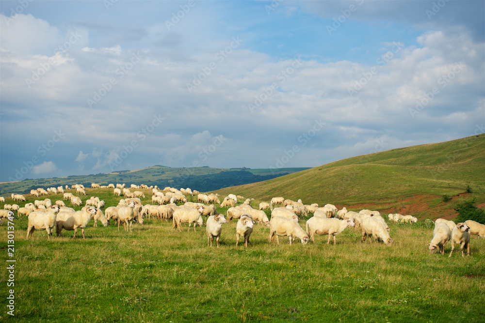 Romania landscape with meadow and sheep