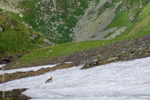 Fox in the mountains snow
