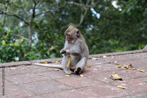 Monkey forest