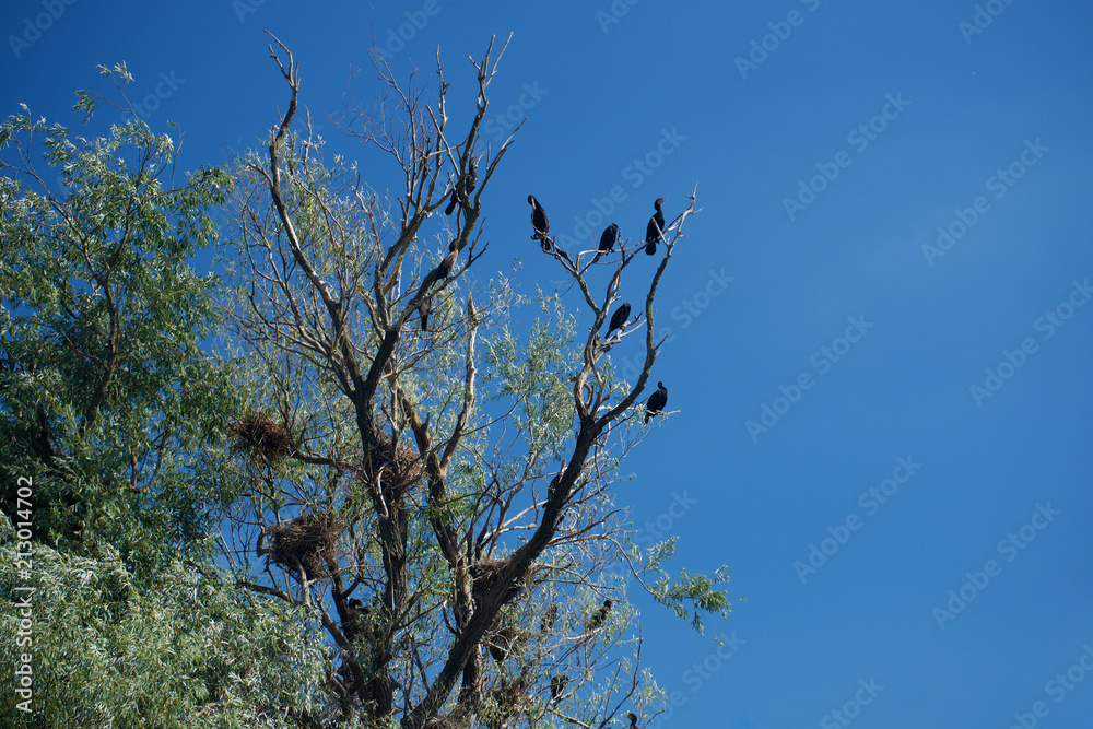 Danube Delta in Romania birds Danube Delta in Romania birds