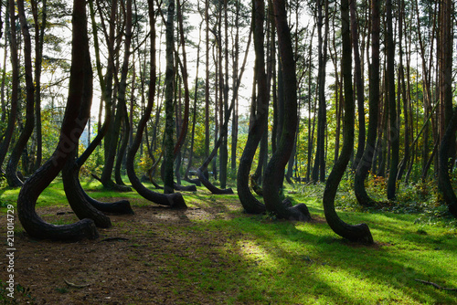 A unique curved forest in Griffin. Poland photo