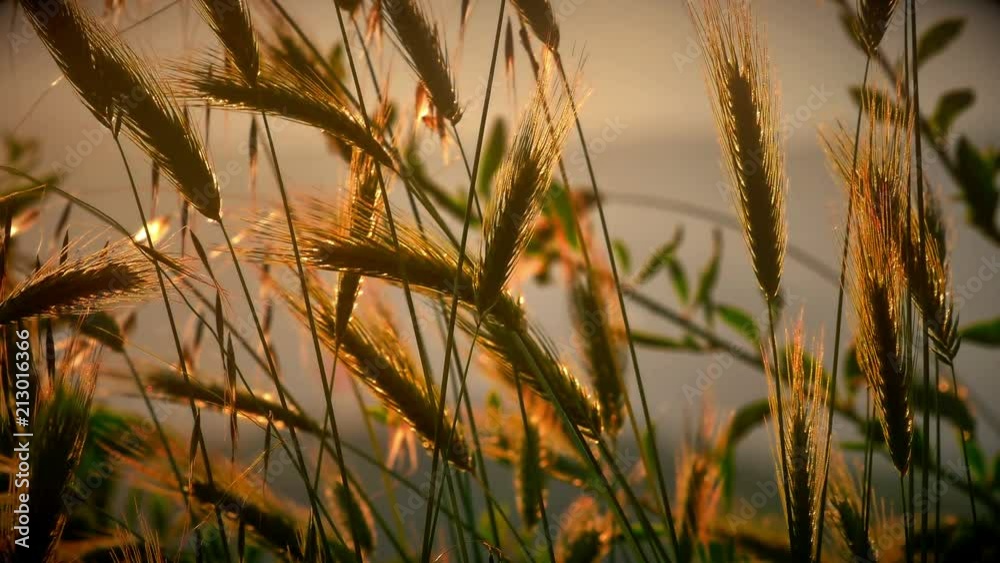 sunset grass in filed 4k sunset grass in filed 4k