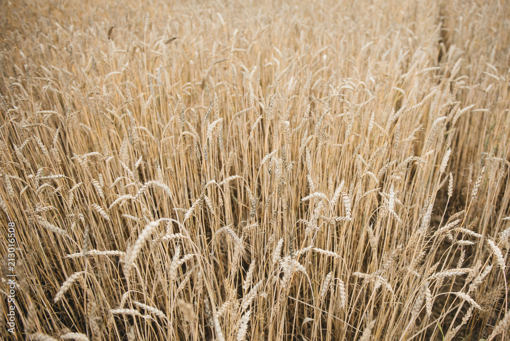 Background picture close-up of wheat spikelets on the field. Golden spikelets symbol of harvest and fertility. Selective focus Background picture close-up of wheat spikelets on the field. Golden spikelets symbol of harvest and fertility. Selective focus