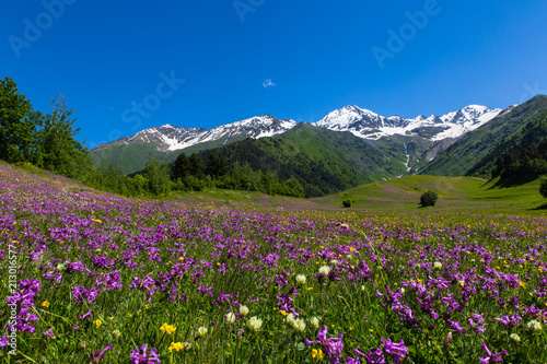 alpine fields with purple flowers in Swaneti, Georgia