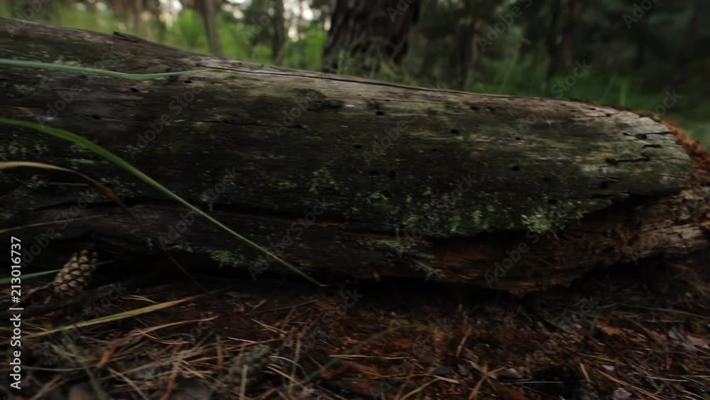 Putrefaction log on a ground in pine forest Putrefaction log on a ground in pine forest