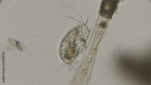 Cyclops nauplius hid on a branch of old algae for hunting, under a microscope photo