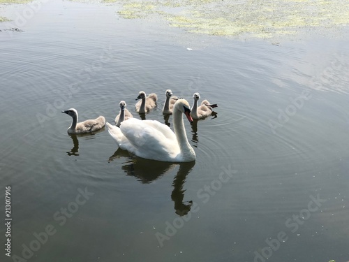 swan
