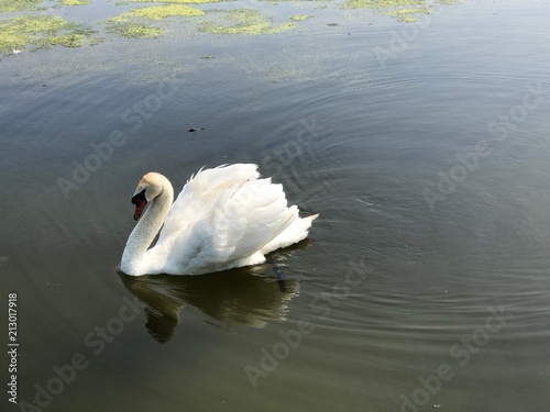 swan