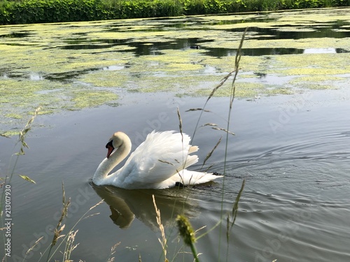 swan