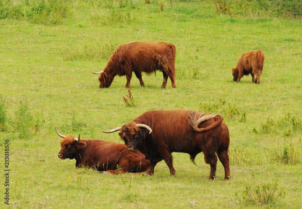 Schottische Hochlandrinder auf einer Wiese in der freien Natur