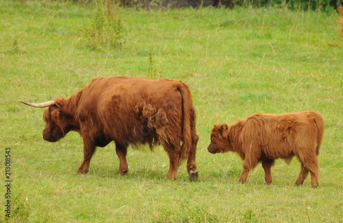 Schottische Hochlandrinder auf einer Wiese in der freien Natur