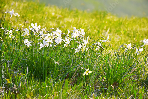 Fototapeta Naklejka Na Ścianę i Meble -  I narcisi fioriti nel prato colorato