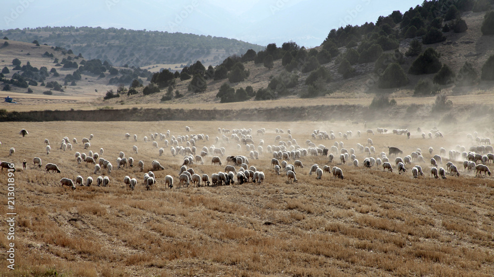 sheep grazing on the field sheep grazing on the field