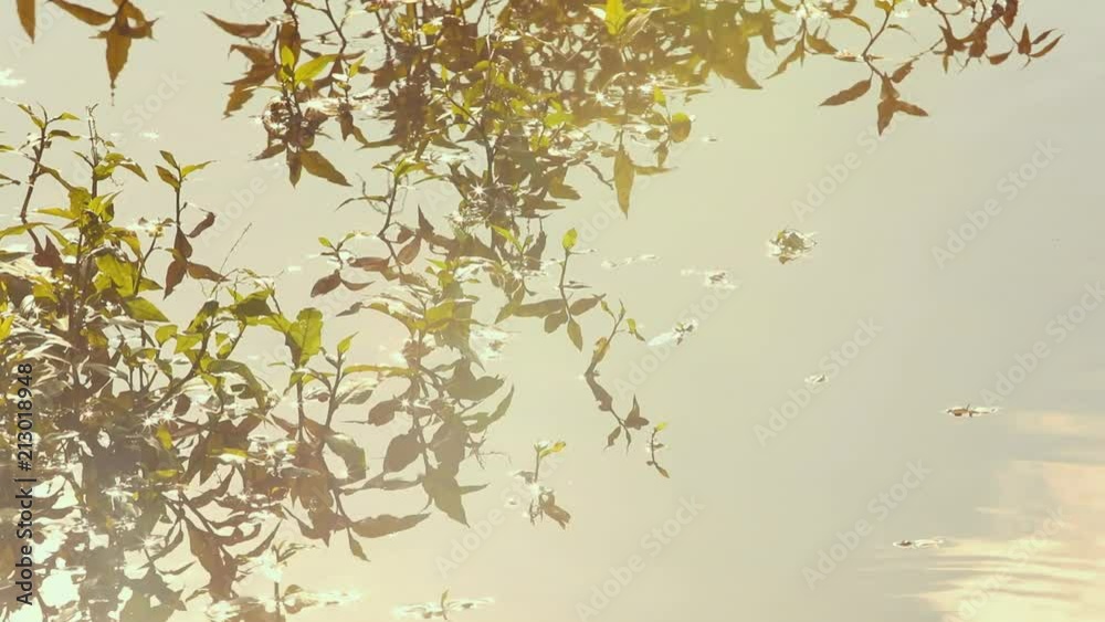 Sunlight reflects and shines off of the surface of a calm river near a jungle Sunlight reflects and shines off of the surface of a calm river near a jungle