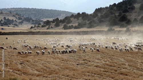 sheep grazing on the field