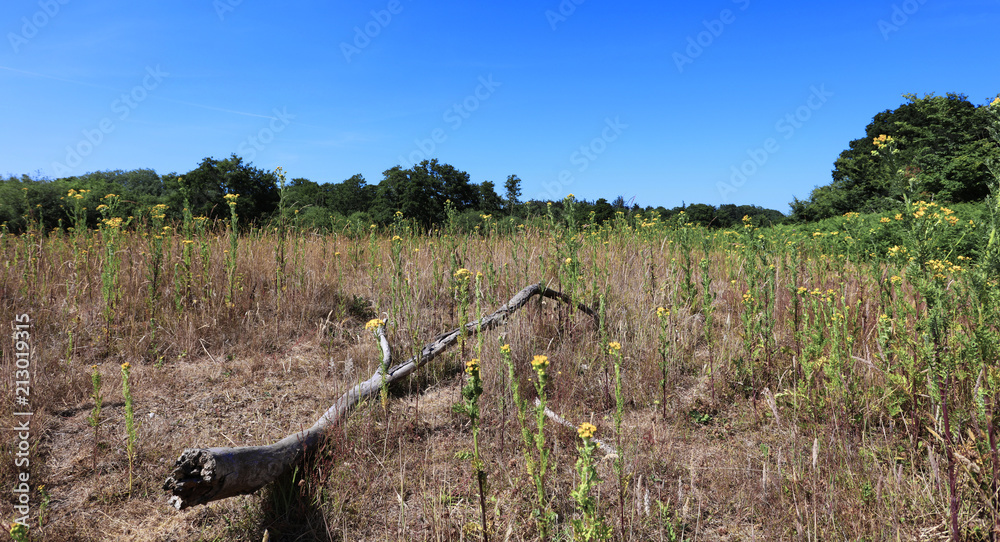 Fototapeta premium The Heath