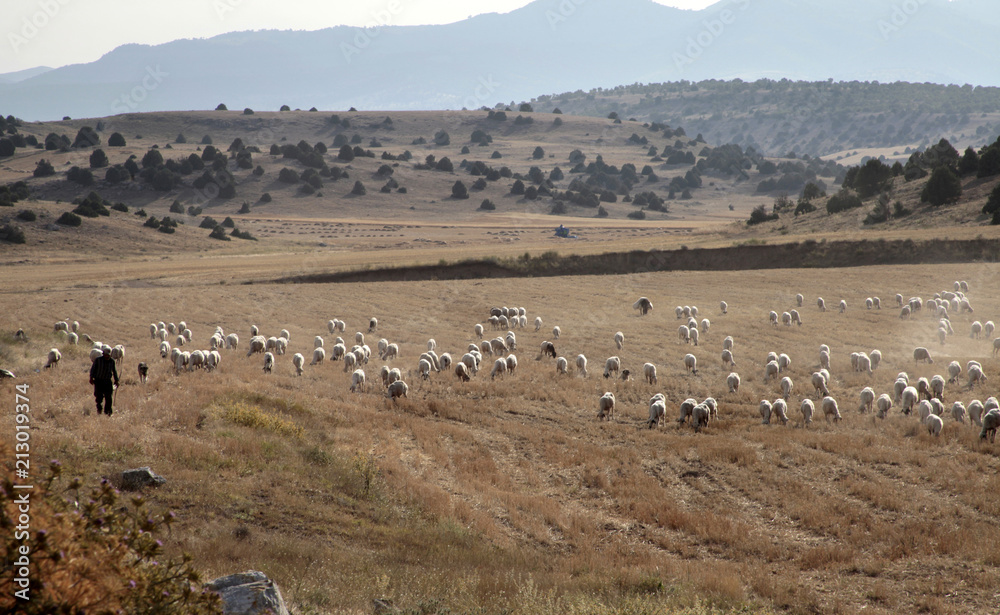 Naklejka premium sheep grazing on the field